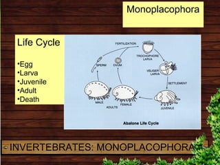 Life Cycle
•Egg
•Larva
•Juvenile
•Adult
•Death
INVERTEBRATES: MONOPLACOPHORA
Monoplacophora
 