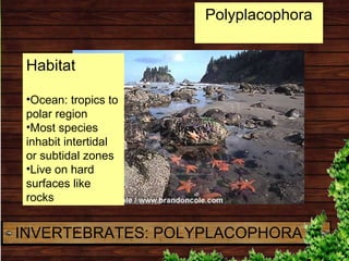 INVERTEBRATES: POLYPLACOPHORA
Polyplacophora
Habitat
•Ocean: tropics to
polar region
•Most species
inhabit intertidal
or s...