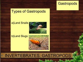 Types of Gastropods
a)Land Snails
b)Land Slugs
INVERTEBRATES: GASTROPODS
Gastropods
 