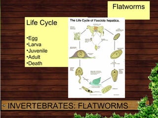 Life Cycle
•Egg
•Larva
•Juvenile
•Adult
•Death
Flatworms
INVERTEBRATES: FLATWORMS
 