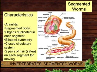 Characteristics
•Annelids
•Segmented body
•Organs duplicated in
each segment
•Bilateral symmetry
•Closed circulatory
syste...