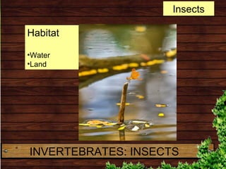 Habitat
•Water
•Land
Insects
INVERTEBRATES: INSECTS
 