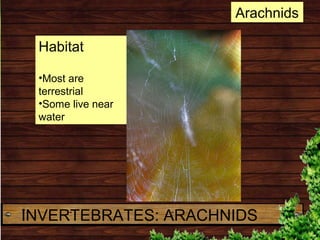 Habitat
•Most are
terrestrial
•Some live near
water
Arachnids
INVERTEBRATES: ARACHNIDS
 