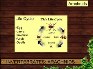 Life Cycle
•Egg
•Larva
•Juvenile
•Adult
•Death
Arachnids
INVERTEBRATES: ARACHNIDS
 