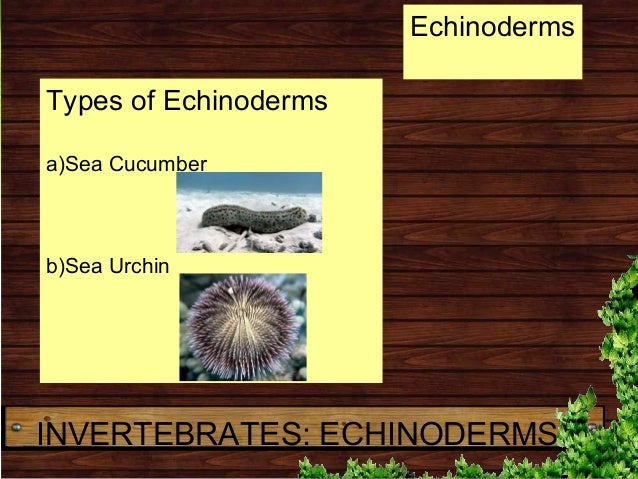 3rd Grade Biology: Animal Kingdom