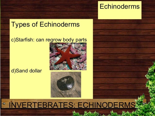 3rd Grade Biology: Animal Kingdom