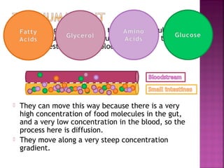 

After being broken down, the food molecules are
small enough to pass through the walls of the
small intestine into the blood vessels.



They can move this way because there is a very
high concentration of food molecules in the gut,
and a very low concentration in the blood, so the
process here is diffusion.
They move along a very steep concentration
gradient.



 