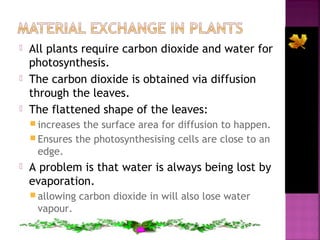 





All plants require carbon dioxide and water for
photosynthesis.
The carbon dioxide is obtained via diffusion
through the leaves.
The flattened shape of the leaves:
 increases

the surface area for diffusion to happen.
 Ensures the photosynthesising cells are close to an
edge.


A problem is that water is always being lost by
evaporation.
 allowing

vapour.

carbon dioxide in will also lose water

 