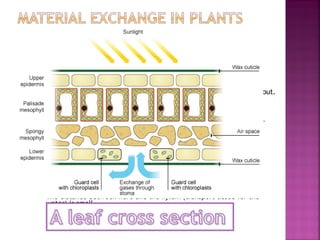 

The plant does not need carbon dioxide all the time


At night there is no sunlight




They are adapted for effective exchange


have stomata (opening holes)





both gas-proof and waterproof.

Roots have been adapted for uptake of water and mineral ions.




can open and close at specific times to allow carbon dioxide in and out.

Have a waxy cuticle covering them




photosynthesis cannot take place.

Water is vital for shaping cells and for photosynthesis.

The roots themselves are thin and have a large surface area.

The root hair cells have also adapted
to increase surface area
 increase efficiency of water uptake.




The cell membranes of root hair cells have microvilli


further increase surface area for diffusion and osmosis.


The distance between here and the xylem (transport tissue for the
water) is small.

 