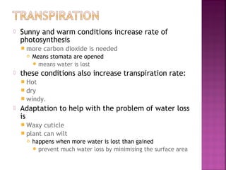 

Sunny and warm conditions increase rate of
photosynthesis
 more




carbon dioxide is needed

Means stomata are opened
 means water is lost

these conditions also increase transpiration rate:
 Hot
 dry
 windy.



Adaptation to help with the problem of water loss
is
 Waxy

cuticle
 plant can wilt


happens when more water is lost than gained
 prevent much water loss by minimising the surface area

 