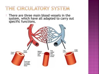 

There are three main blood vessels in the
system, which have all adapted to carry out
specific functions.
 The

arteries carry blood away from the heart to the
organs in the body.



This is usually oxygenated blood, explaining the red
tubes.
Is our pulse

 The




veins carry blood towards the heart

usually low in oxygen
deep purple-red in colour.
No pulse in veins
 do contain valves which prevent the backflow of blood.

 The

capillaries are found in junctions between the
arteries and veins.



These are found in huge networks.
The walls are a single cell thick so diffusion is easy.

 