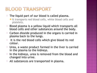 

The liquid part of our blood is called plasma.









It transports red blood cells, white blood cells and
platelets.

Blood plasma is a yellow liquid which transports all
blood cells and other substances around the body.
Carbon dioxide produced in the organs is carried in
plasma back to the lungs.
It is the red blood cells which give blood its red
colour.
Urea, a waste product formed in the liver is carried
in the plasma to the kidneys.
In the kidneys, urea is removed from the blood and
changed into urine.
All substances are transported in plasma.

 