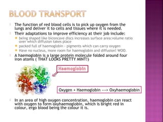 


The function of red blood cells is to pick up oxygen from the
lungs and deliver it to cells and tissues where it is needed.
Their adaptations to improve efficiency at their job include:
being shaped like biconcave discs increases surface area:volume ratio
over which diffusion takes place
 packed full of haemoglobin - pigments which can carry oxygen
 Have no nucleus, more room for haemoglobin and diffusion! WOO.




A haemoglobin is a large protein molecule folded around four
iron atoms ( THAT LOOKS PRETTY MINT!)

Oxygen + Haemoglobin ---> Oxyhaemoglobin


In an area of high oxygen concentration, haemoglobin can react
with oxygen to form oxyhaemoglobin, which is bright red in
colour, ergo blood being the colour it is.

 