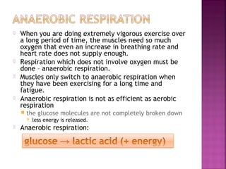 






When you are doing extremely vigorous exercise over
a long period of time, the muscles need so much
oxygen that even an increase in breathing rate and
heart rate does not supply enough.
Respiration which does not involve oxygen must be
done – anaerobic respiration.
Muscles only switch to anaerobic respiration when
they have been exercising for a long time and
fatigue.
Anaerobic respiration is not as efficient as aerobic
respiration


the glucose molecules are not completely broken down




less energy is released.

Anaerobic respiration:

 