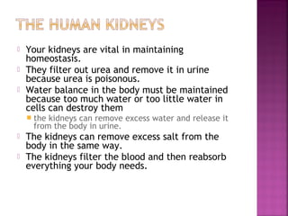 



Your kidneys are vital in maintaining
homeostasis.
They filter out urea and remove it in urine
because urea is poisonous.
Water balance in the body must be maintained
because too much water or too little water in
cells can destroy them
 the

kidneys can remove excess water and release it
from the body in urine.




The kidneys can remove excess salt from the
body in the same way.
The kidneys filter the blood and then reabsorb
everything your body needs.

 