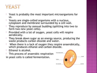 Yeast is probably the most important microorganisms for
us.
 Yeasts are single-celled organisms with a nucleus,
cytoplasm and membrane surrounded by a cell wall.
 They reproduce by asexual budding (splitting into two to
form two new yeast cells).
 Provided with a lot of oxygen, yeast cells will respire
aerobically.
 They break down sugar as an energy source, producing the
waste products carbon dioxide and water.

When there is a lack of oxygen they respire anaerobically,
which produces ethanol and carbon dioxide.
 Ethanol is alcohol.
 This process of anaerobic respiration
in yeast cells is called fermentation.


 