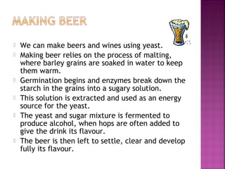 








We can make beers and wines using yeast.
Making beer relies on the process of malting,
where barley grains are soaked in water to keep
them warm.
Germination begins and enzymes break down the
starch in the grains into a sugary solution.
This solution is extracted and used as an energy
source for the yeast.
The yeast and sugar mixture is fermented to
produce alcohol, when hops are often added to
give the drink its flavour.
The beer is then left to settle, clear and develop
fully its flavour.

 