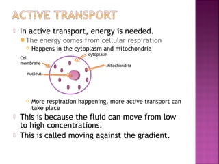 

In active transport, energy is needed.
 The


energy comes from cellular respiration

Happens in the cytoplasm and mitochondria

Cell
membrane

cytoplasm

Mitochondria

nucleus






More respiration happening, more active transport can
take place

This is because the fluid can move from low
to high concentrations.
This is called moving against the gradient.

 
