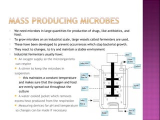 

We need microbes in large quantities for production of drugs, like antibiotics, and
food.



To grow microbes on an industrial scale, large vessels called fermenters are used.



These have been developed to prevent occurrences which stop bacterial growth.



They react to changes, to try and maintain a stable environment



Industrial fermenters usually have:


An oxygen supply so the microorganisms

can respire


A stirrer to keep the microbes in

suspension
 this maintains a constant temperature
and makes sure that the oxygen and food
are evenly spread out throughout the
culture


A water-cooled jacket which removes

excess heat produced from the respiration


Measuring devices for pH and temperature

so changes can be made if necessary

 