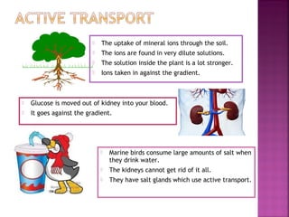 

The uptake of mineral ions through the soil.



The ions are found in very dilute solutions.



The solution inside the plant is a lot stronger.



Ions taken in against the gradient.



Glucose is moved out of kidney into your blood.



It goes against the gradient.



Marine birds consume large amounts of salt when
they drink water.



The kidneys cannot get rid of it all.



They have salt glands which use active transport.

 