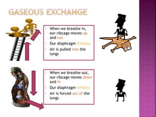 









When we breathe in,
our ribcage moves up
and out
Our diaphragm flattens
Air is pulled into the
lungs

When we breathe out,
our ribcage moves down
and in
Our diaphragm inflates
Air is forced out of the
lungs

DIAP
H

RAG
M

 