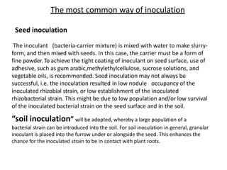 The most common way of inoculation
Seed inoculation
The inoculant (bacteria-carrier mixture) is mixed with water to make slurry-
form, and then mixed with seeds. In this case, the carrier must be a form of
fine powder. To achieve the tight coating of inoculant on seed surface, use of
adhesive, such as gum arabic,methylethylcellulose, sucrose solutions, and
vegetable oils, is recommended. Seed inoculation may not always be
successful, i.e. the inoculation resulted in low nodule occupancy of the
inoculated rhizobial strain, or low establishment of the inoculated
rhizobacterial strain. This might be due to low population and/or low survival
of the inoculated bacterial strain on the seed surface and in the soil.
“soil inoculation” will be adopted, whereby a large population of a
bacterial strain can be introduced into the soil. For soil inoculation in general, granular
inoculant is placed into the furrow under or alongside the seed. This enhances the
chance for the inoculated strain to be in contact with plant roots.
 