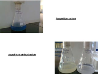 Azospirillum culture
Azotobacter and Rhizobium
 