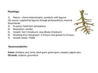 Physiology:
1) Nature : chemo heterotrophic, symbiotic with legume
2)C source: supplied by legume through photosynthesis, mono &
disaccharide.
3) N source: fixed from atmosphere.
4) Respiration: aerobic.
5) Growth: fast ( rhizobium), slow (Brady rhizobium)
6) Doubling time: fast grower- 2-4 hours slow grower 6-12 hours.
7) Growth media : YEMA
Recommended for :
Pulses: chickpea, pea, lentil, black gram, green gram, cowpea, pigeon pea.
Oil seeds: soybean, groundnut.
 