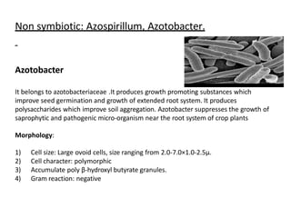 Non symbiotic: Azospirillum, Azotobacter.
Azotobacter
It belongs to azotobacteriaceae .It produces growth promoting substances which
improve seed germination and growth of extended root system. It produces
polysaccharides which improve soil aggregation. Azotobacter suppresses the growth of
saprophytic and pathogenic micro-organism near the root system of crop plants
Morphology:
1) Cell size: Large ovoid cells, size ranging from 2.0-7.0×1.0-2.5µ.
2) Cell character: polymorphic
3) Accumulate poly β-hydroxyl butyrate granules.
4) Gram reaction: negative
 