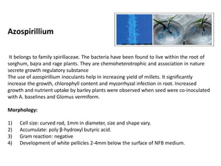 Azospirillium
It belongs to family spirillaceae. The bacteria have been found to live within the root of
sorghum, bajra and rage plants. They are chemoheterotrophic and association in nature
secrete growth regulatory substance
The use of azospirillium inoculants help in increasing yield of millets. It significantly
increase the growth, chlorophyll content and mycorrhyzal infection in root. Increased
growth and nutrient uptake by barley plants were observed when seed were co-inoculated
with A. baselines and Glomus vermiform.
Morphology:
1) Cell size: curved rod, 1mm in diameter, size and shape vary.
2) Accumulate: poly β-hydroxyl butyric acid.
3) Gram reaction: negative
4) Development of white pellicles 2-4mm below the surface of NFB medium.
 