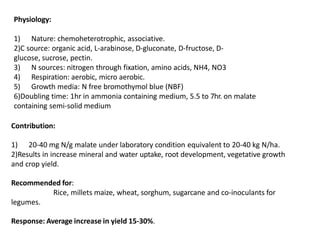 Physiology:
1) Nature: chemoheterotrophic, associative.
2)C source: organic acid, L-arabinose, D-gluconate, D-fructose, D-
glucose, sucrose, pectin.
3) N sources: nitrogen through fixation, amino acids, NH4, NO3
4) Respiration: aerobic, micro aerobic.
5) Growth media: N free bromothymol blue (NBF)
6)Doubling time: 1hr in ammonia containing medium, 5.5 to 7hr. on malate
containing semi-solid medium
Contribution:
1) 20-40 mg N/g malate under laboratory condition equivalent to 20-40 kg N/ha.
2)Results in increase mineral and water uptake, root development, vegetative growth
and crop yield.
Recommended for:
Rice, millets maize, wheat, sorghum, sugarcane and co-inoculants for
legumes.
Response: Average increase in yield 15-30%.
 