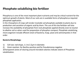 Phosphate solubilizing bio fertilizer
Phosphorus is one of the most important plant nutrients and may be critical nutrient for the
optimum growth of plants. Most of our soils are in available forms of phosphorus required
phosphate application.
In the rhizosphere of crops will render insoluble soil phosphate available to plants due to
production and secretion of organic acid by them. The use of this bio fertilizer will also
increase the availability of phosphate from rock phosphate applied directly even to neutral
to alkaline soil or when used for preparation of phosphor-compost. Phosphate solubilizing
micro-organism include efficient strain of bacteria, fungi, yeast and actinomycetes in that
order
Bacteria Morphology:
1) Cell size: rod shape, 1.1 to 2.2µm in diameter.
2) Gram reaction: for Bacillus positive and for Pseudomonas negative
3)Transparent zones of clearing around microbial colonies indicate extent of Phosphate
solubilization.
 