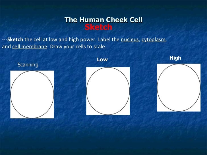 type of cells did you observe in your cheek smear Scrape the lining of your inner cheek with a toothpick and smear the cells observe the shapes of plant and animal cells do you know which type of cell. type of cells did you observe in your cheek smear Scrape the lining of your inner cheek with a toothpick and smear the cells observe the shapes of plant and animal cells do you know which type of cell.