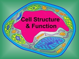 Cell Structure  & Function 