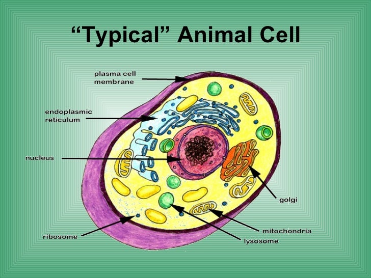 Biology cell structure function