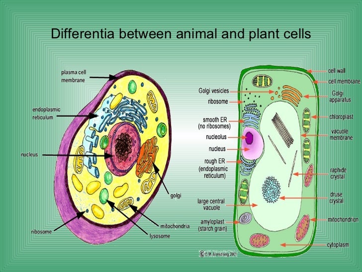 Animal And Plant Cells Worksheet