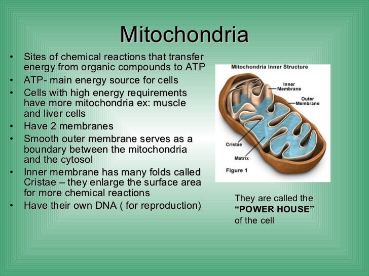 Biology cell structure function