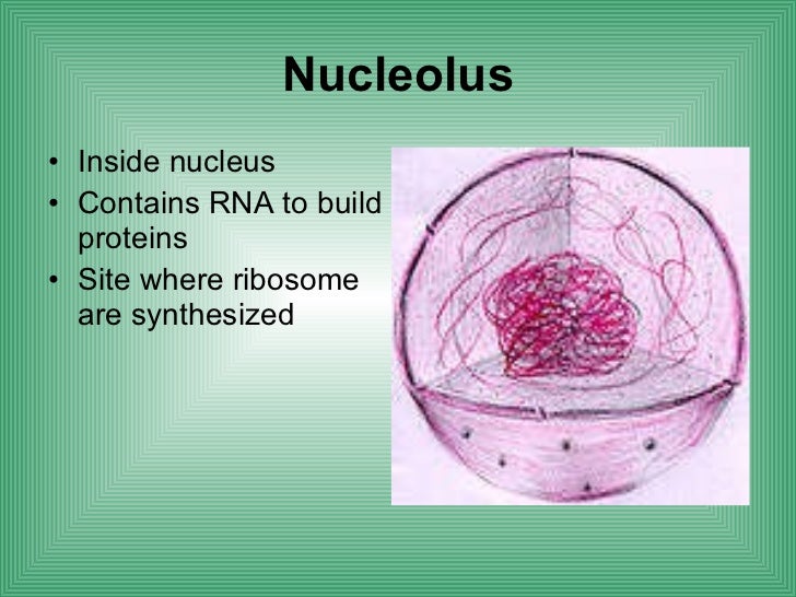 Biology Cell Structure Function