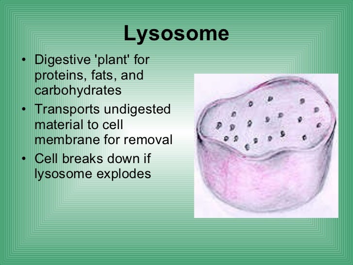 Biology cell structure function