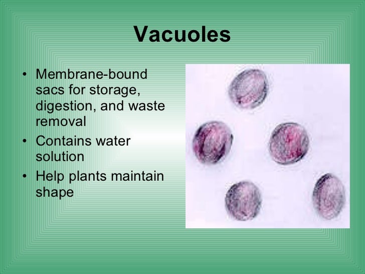 Biology cell structure function