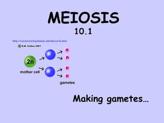 MEIOSIS 
10.1 
Making gametes… 
http://waynesword.palomar.edu/lmexer2a.htm 
 