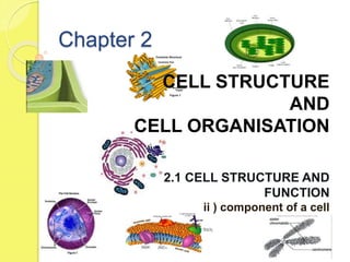 Chapter 2
CELL STRUCTURE
AND
CELL ORGANISATION
2.1 CELL STRUCTURE AND
FUNCTION
ii ) component of a cell
 