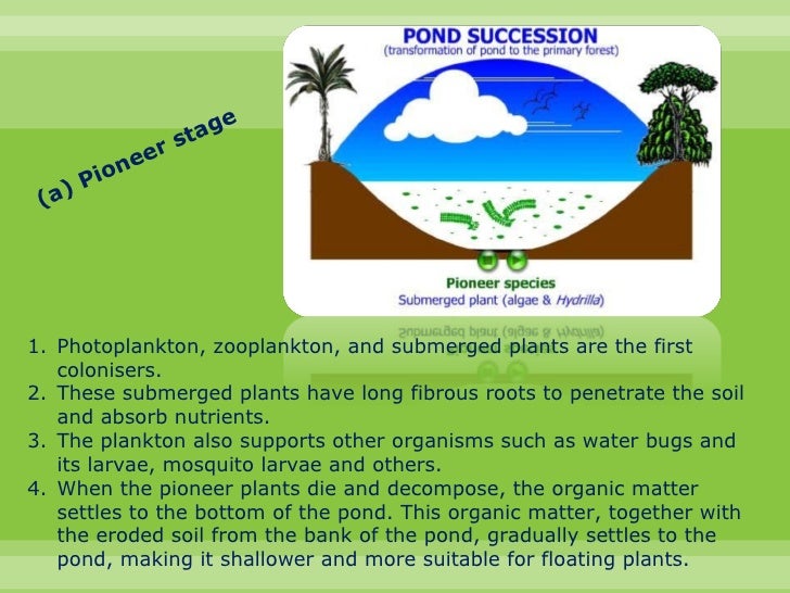 Biology chapter 8 colonisation and succession in a pond