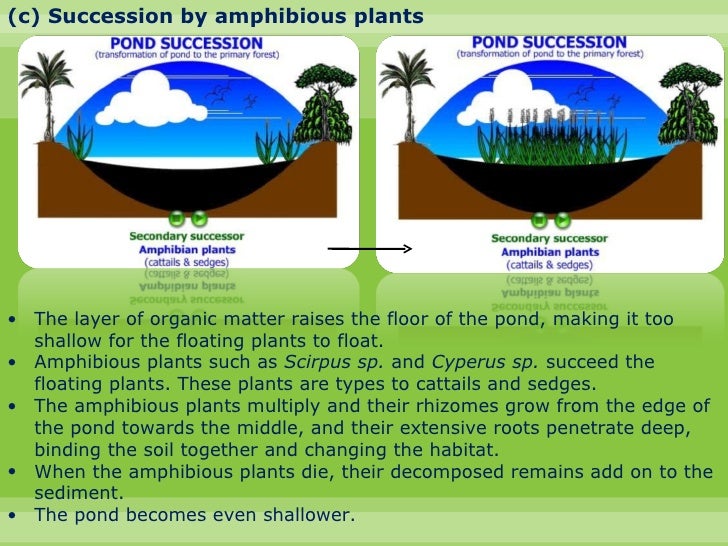 Biology chapter 8 colonisation and succession in a pond