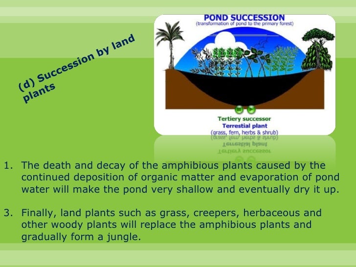 Biology chapter 8 colonisation and succession in a pond