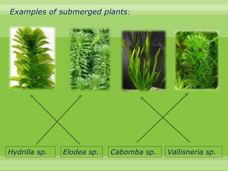 Biology chapter 8 colonisation and succession in a pond