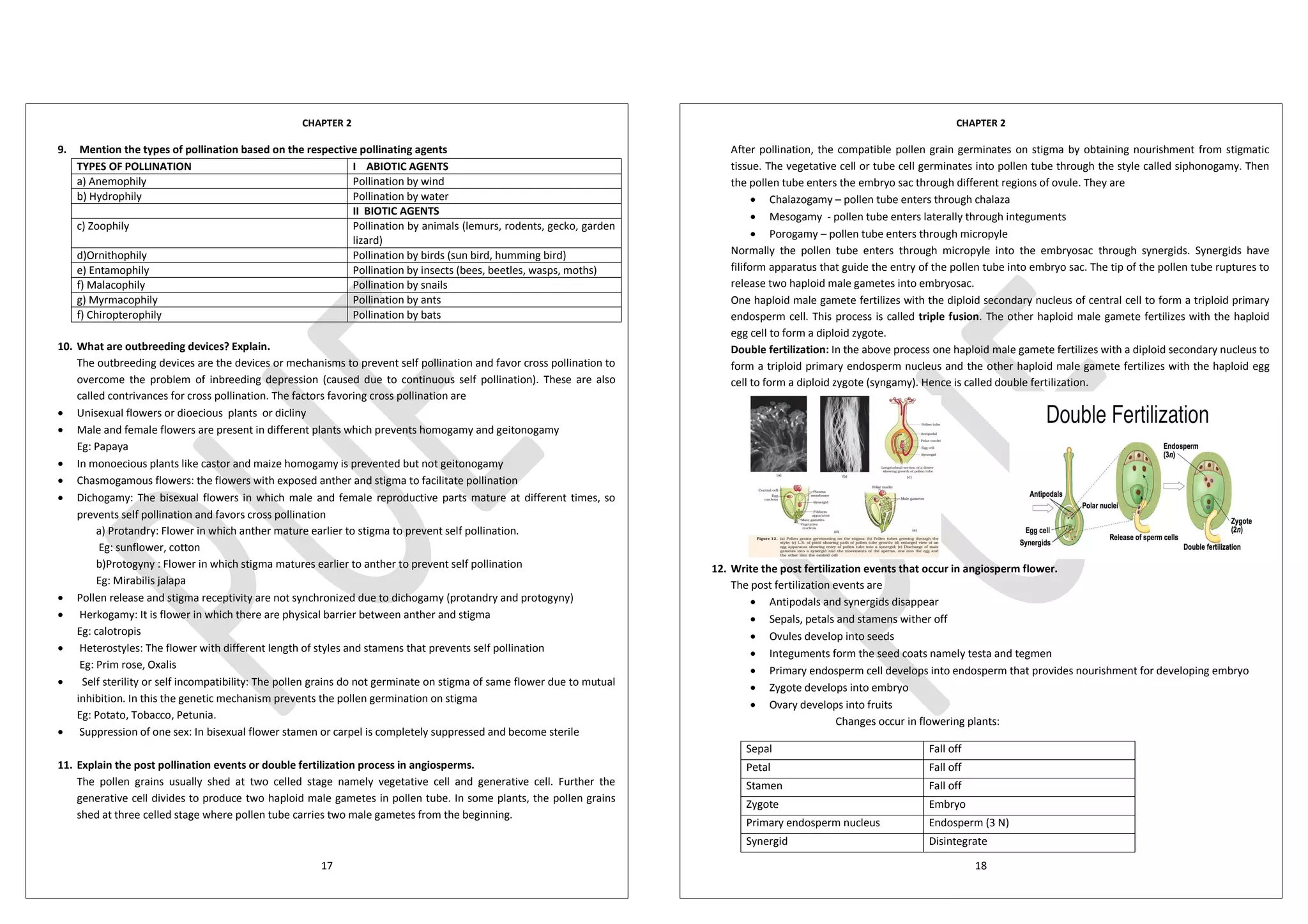 CHAPTER 2
17
9. Mention the types of pollination based on the respective pollinating agents
TYPES OF POLLINATION I ABIOTIC AGENTS
a) Anemophily Pollination by wind
b) Hydrophily Pollination by water
II BIOTIC AGENTS
c) Zoophily Pollination by animals (lemurs, rodents, gecko, garden
lizard)
d)Ornithophily Pollination by birds (sun bird, humming bird)
e) Entamophily Pollination by insects (bees, beetles, wasps, moths)
f) Malacophily Pollination by snails
g) Myrmacophily Pollination by ants
f) Chiropterophily Pollination by bats
10. What are outbreeding devices? Explain.
The outbreeding devices are the devices or mechanisms to prevent self pollination and favor cross pollination to
overcome the problem of inbreeding depression (caused due to continuous self pollination). These are also
called contrivances for cross pollination. The factors favoring cross pollination are
· Unisexual flowers or dioecious plants or dicliny
· Male and female flowers are present in different plants which prevents homogamy and geitonogamy
Eg: Papaya
· In monoecious plants like castor and maize homogamy is prevented but not geitonogamy
· Chasmogamous flowers: the flowers with exposed anther and stigma to facilitate pollination
· Dichogamy: The bisexual flowers in which male and female reproductive parts mature at different times, so
prevents self pollination and favors cross pollination
a) Protandry: Flower in which anther mature earlier to stigma to prevent self pollination.
Eg: sunflower, cotton
b)Protogyny : Flower in which stigma matures earlier to anther to prevent self pollination
Eg: Mirabilis jalapa
· Pollen release and stigma receptivity are not synchronized due to dichogamy (protandry and protogyny)
· Herkogamy: It is flower in which there are physical barrier between anther and stigma
Eg: calotropis
· Heterostyles: The flower with different length of styles and stamens that prevents self pollination
Eg: Prim rose, Oxalis
· Self sterility or self incompatibility: The pollen grains do not germinate on stigma of same flower due to mutual
inhibition. In this the genetic mechanism prevents the pollen germination on stigma
Eg: Potato, Tobacco, Petunia.
· Suppression of one sex: In bisexual flower stamen or carpel is completely suppressed and become sterile
11. Explain the post pollination events or double fertilization process in angiosperms.
The pollen grains usually shed at two celled stage namely vegetative cell and generative cell. Further the
generative cell divides to produce two haploid male gametes in pollen tube. In some plants, the pollen grains
shed at three celled stage where pollen tube carries two male gametes from the beginning.
CHAPTER 2
18
After pollination, the compatible pollen grain germinates on stigma by obtaining nourishment from stigmatic
tissue. The vegetative cell or tube cell germinates into pollen tube through the style called siphonogamy. Then
the pollen tube enters the embryo sac through different regions of ovule. They are
· Chalazogamy – pollen tube enters through chalaza
· Mesogamy - pollen tube enters laterally through integuments
· Porogamy – pollen tube enters through micropyle
Normally the pollen tube enters through micropyle into the embryosac through synergids. Synergids have
filiform apparatus that guide the entry of the pollen tube into embryo sac. The tip of the pollen tube ruptures to
release two haploid male gametes into embryosac.
One haploid male gamete fertilizes with the diploid secondary nucleus of central cell to form a triploid primary
endosperm cell. This process is called triple fusion. The other haploid male gamete fertilizes with the haploid
egg cell to form a diploid zygote.
Double fertilization: In the above process one haploid male gamete fertilizes with a diploid secondary nucleus to
form a triploid primary endosperm nucleus and the other haploid male gamete fertilizes with the haploid egg
cell to form a diploid zygote (syngamy). Hence is called double fertilization.
12. Write the post fertilization events that occur in angiosperm flower.
The post fertilization events are
· Antipodals and synergids disappear
· Sepals, petals and stamens wither off
· Ovules develop into seeds
· Integuments form the seed coats namely testa and tegmen
· Primary endosperm cell develops into endosperm that provides nourishment for developing embryo
· Zygote develops into embryo
· Ovary develops into fruits
Changes occur in flowering plants:
Sepal Fall off
Petal Fall off
Stamen Fall off
Zygote Embryo
Primary endosperm nucleus Endosperm (3 N)
Synergid Disintegrate
 