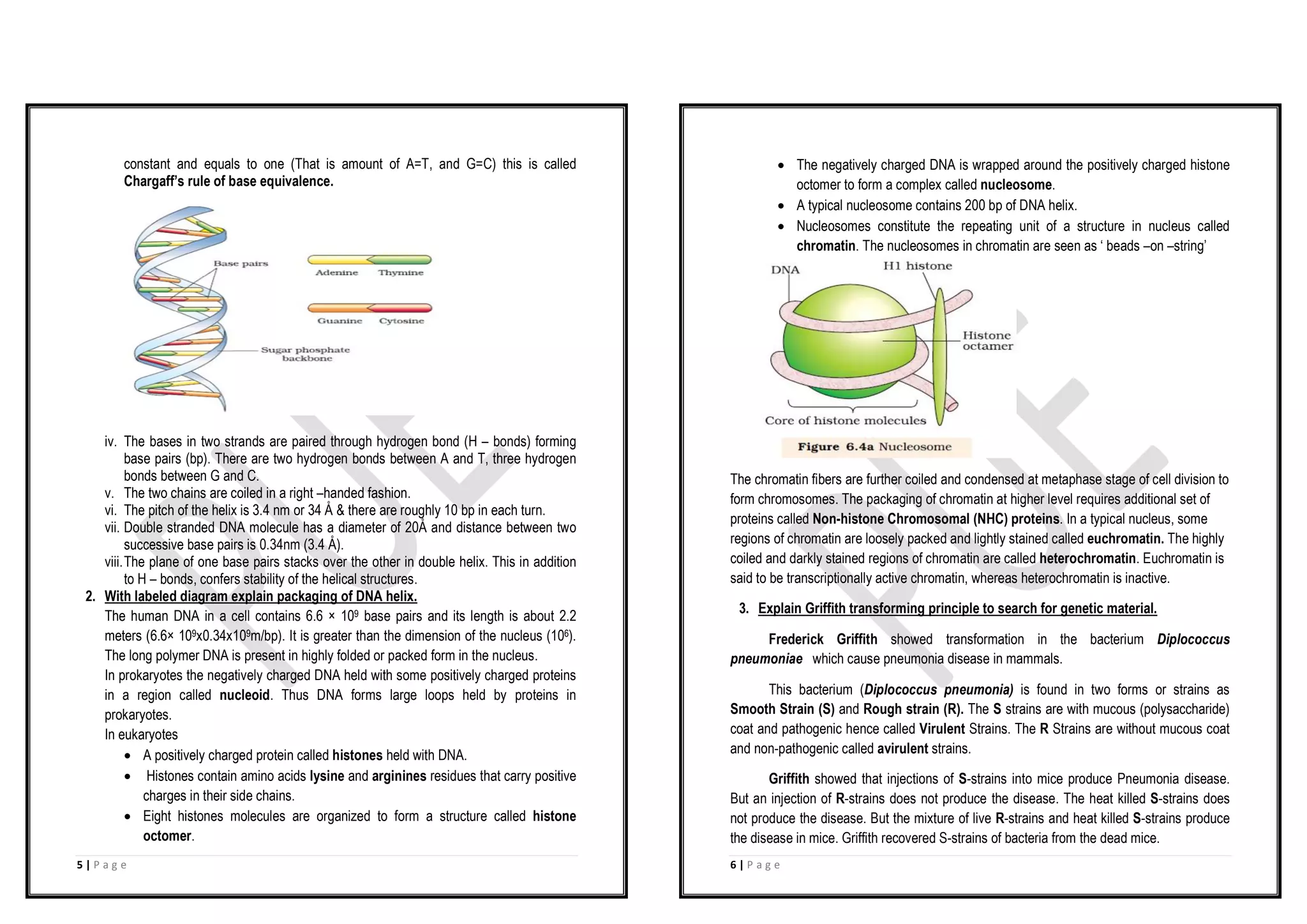 5 | P a g e
constant and equals to one (That is amount of A=T, and G=C) this is called
Chargaff’s rule of base equivalence.
iv. The bases in two strands are paired through hydrogen bond (H – bonds) forming
base pairs (bp). There are two hydrogen bonds between A and T, three hydrogen
bonds between G and C.
v. The two chains are coiled in a right –handed fashion.
vi. The pitch of the helix is 3.4 nm or 34 Å & there are roughly 10 bp in each turn.
vii. Double stranded DNA molecule has a diameter of 20Å and distance between two
successive base pairs is 0.34nm (3.4 Å).
viii.The plane of one base pairs stacks over the other in double helix. This in addition
to H – bonds, confers stability of the helical structures.
2. With labeled diagram explain packaging of DNA helix.
The human DNA in a cell contains 6.6 × 109 base pairs and its length is about 2.2
meters (6.6× 109x0.34x109m/bp). It is greater than the dimension of the nucleus (106).
The long polymer DNA is present in highly folded or packed form in the nucleus.
In prokaryotes the negatively charged DNA held with some positively charged proteins
in a region called nucleoid. Thus DNA forms large loops held by proteins in
prokaryotes.
In eukaryotes
· A positively charged protein called histones held with DNA.
· Histones contain amino acids lysine and arginines residues that carry positive
charges in their side chains.
· Eight histones molecules are organized to form a structure called histone
octomer.
6 | P a g e
· The negatively charged DNA is wrapped around the positively charged histone
octomer to form a complex called nucleosome.
· A typical nucleosome contains 200 bp of DNA helix.
· Nucleosomes constitute the repeating unit of a structure in nucleus called
chromatin. The nucleosomes in chromatin are seen as ‘ beads –on –string’
The chromatin fibers are further coiled and condensed at metaphase stage of cell division to
form chromosomes. The packaging of chromatin at higher level requires additional set of
proteins called Non-histone Chromosomal (NHC) proteins. In a typical nucleus, some
regions of chromatin are loosely packed and lightly stained called euchromatin. The highly
coiled and darkly stained regions of chromatin are called heterochromatin. Euchromatin is
said to be transcriptionally active chromatin, whereas heterochromatin is inactive.
3. Explain Griffith transforming principle to search for genetic material.
Frederick Griffith showed transformation in the bacterium Diplococcus
pneumoniae which cause pneumonia disease in mammals.
This bacterium (Diplococcus pneumonia) is found in two forms or strains as
Smooth Strain (S) and Rough strain (R). The S strains are with mucous (polysaccharide)
coat and pathogenic hence called Virulent Strains. The R Strains are without mucous coat
and non-pathogenic called avirulent strains.
Griffith showed that injections of S-strains into mice produce Pneumonia disease.
But an injection of R-strains does not produce the disease. The heat killed S-strains does
not produce the disease. But the mixture of live R-strains and heat killed S-strains produce
the disease in mice. Griffith recovered S-strains of bacteria from the dead mice.
 