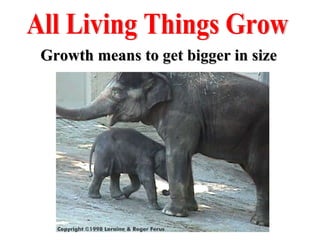 All Living Things Grow Growth means to get bigger in size 