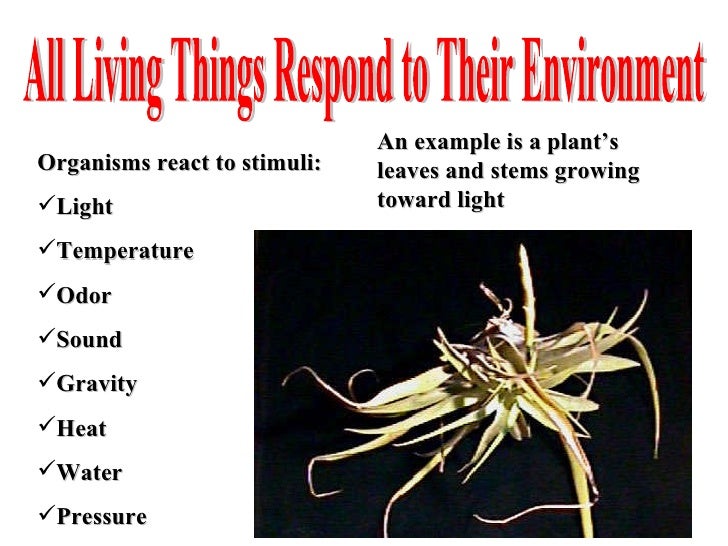 Biology characteristics of living things